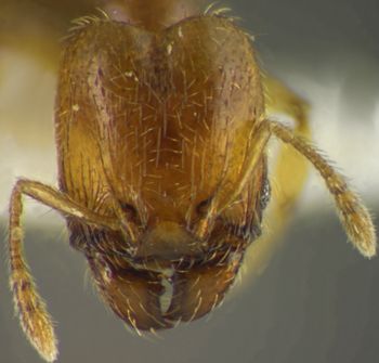 Media type: image;   Entomology 34204 Aspect: head frontal view